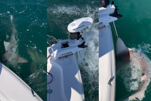 Pescaban en Florida cuando varios tiburones los rodearon y atacaron su lancha