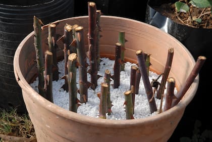 Un grupo de voluntarios y voluntarias ofrecen una breve capacitación para aprender a cultivar rosales