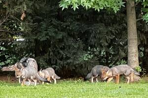 Un grupo de zorros en el barrio cerrado Pilar del Este