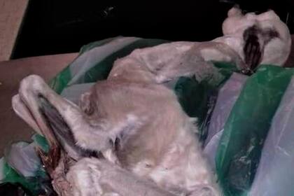 Un guanaco que llegó por avión desde Perú