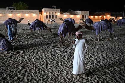 Un guardia se para frente a los camellos en el Souq Al-Wakrah en Doha el 16 de noviembre de 2022, antes del torneo de fútbol de la Copa Mundial de Qatar 2022
