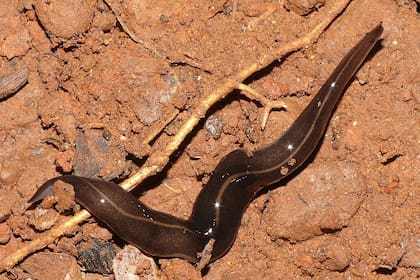 Un gusano de Nueva Guinea es potencialmente mortal para animales domésticos y para las personas