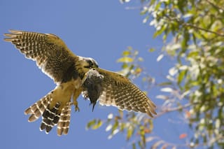 Halcones del cemento: ¿por qué hay cada vez más aves de presa en la Ciudad?