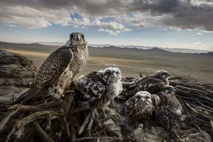 Un halcón sacre hembra con sus polluelos en Erdene Sant, Mongolia. Los sacres están en peligro de extinción, debido a la pérdida de hábitat y el comercio ilegal de vida silvestre
