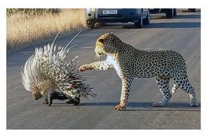 Un leopardo hambriento intentó cazar un puercoespín, pero el duelo no terminó como esperaba