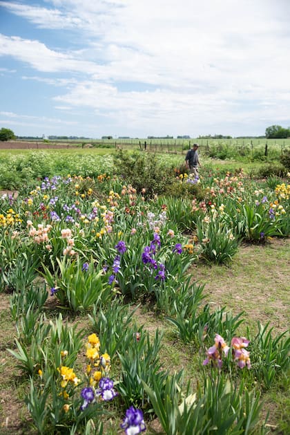 Un hermoso jardín cultivado con lirios de distintos colores 