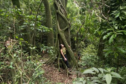Un higuerón en un alto por senderos dentro del monte de Estancia Santa Inés.