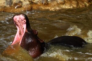 Para la Justicia de EE.UU., los “hipopótamos de cocaína” de Pablo Escobar son “personas”