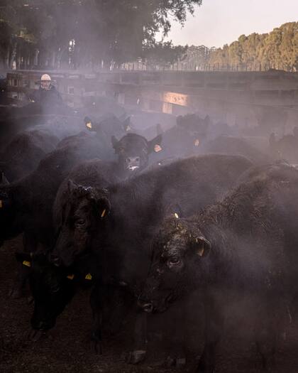Un hombre arrea una manada por los corrales del rancho El Álamo para vacunas y controles de salud.