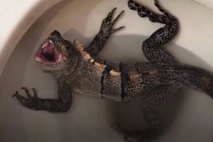 Un hombre del sur de Florida encontró una iguana en el inodoro de su baño