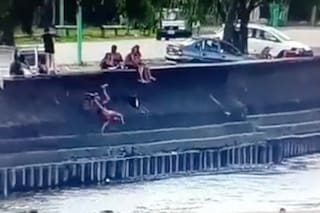 Un conductor dio marcha atrás con su camioneta y tiró al río a un hombre que estaba descansando en la costanera