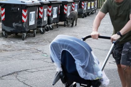 Un hombre empuja un coche de bebé frente a un jabalí que husmea en los contenedores de basura en Roma