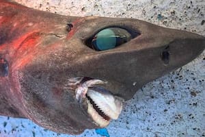 Encontró un tiburón de aguas profundas con una tenebrosa apariencia y confundió a los expertos