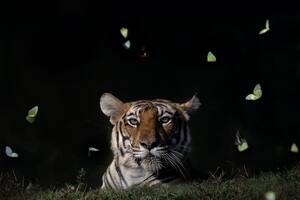 Un hombre fotografió a una tigresa rodeada de mariposas en estado salvaje y la imagen dio la vuelta al mundo