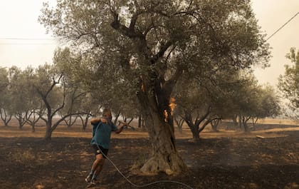 Un hombre intenta apagar un olivo en llamas en el pueblo de Avantas, cerca de la ciudad de Alexandroupolis, en la región nororiental de Evros, Grecia, martes 22 de agosto de 2023.  (AP Photo/Achilleas Chiras)