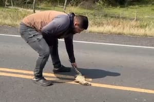 Un hombre intentó rescatar a un lagarto en plena ruta y fue atropellado