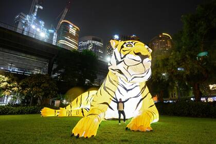 Un hombre posa para una foto junto a una linterna con forma de tigre a lo largo de Harbour City durante las celebraciones del Año Nuevo Lunar en Sydney