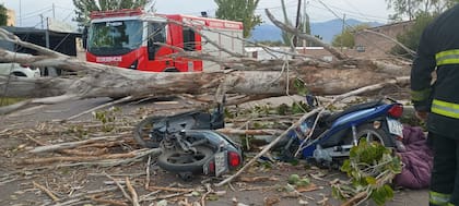 Un hombre que iba en moto murió aplastado por un árbol en Mendoza