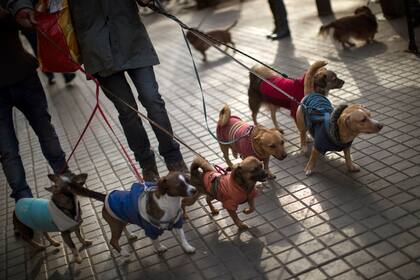 Un hombre se acerca a la Parroquia de San Antón con sus seis perros para que sean bendecidos.