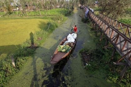 Un hombre transporta verduras en su barca, en el lago Dal, en Cachemira
