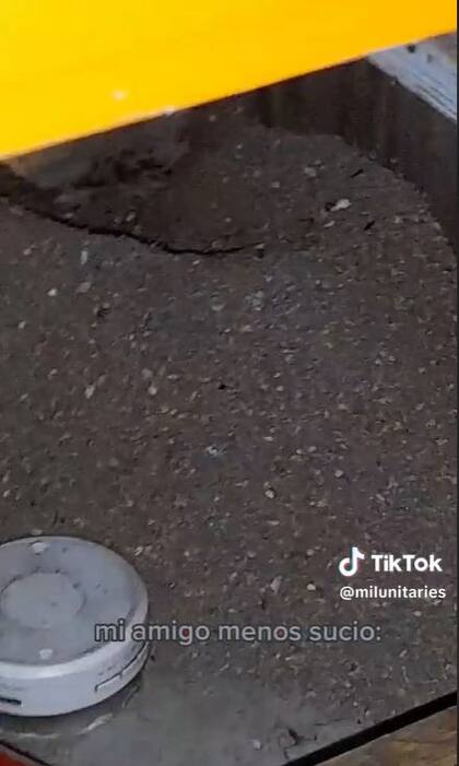 Un hormiguero invadió una habitación y se hizo viral en TikTok