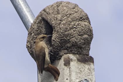 Un hornero en su nido con forma de horno de barro (Foto: Gustavo Armand Ugon)