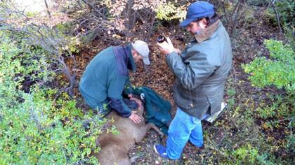 Un huemul muerto por un balazo es recogido por los guardaparques del Parque Nacional Los Glaciares