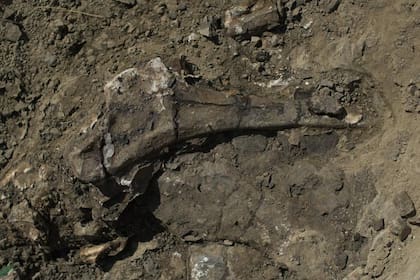 Un hueso de la cadera de un Pachyrhinosaurus es uno de los miles de descubrimientos en el arroyo