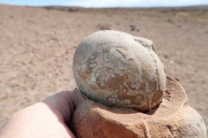 Un huevo fosilizado de 192 millones de años de Mussaurus patagonicus del sur de la Patagonia, Argentina