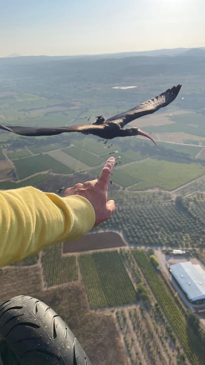 Un ibis eremita adulto, una especie catalogada en peligro de extinción, en una imagen tomada durante los trabajos de seguimiento del programa de reintroducción