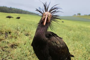 De seguir a un ultraligero a morir presa de un búho: el duro aprendizaje de un ave que intentan reintroducir