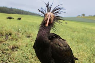 De seguir a un ultraligero a morir presa de un búho: el duro aprendizaje de un ave que intentan reintroducir