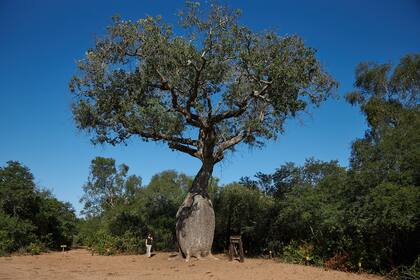 Un ícono del Impenetrable: un palo borracho de más de cien años en el ingreso al parque nacional