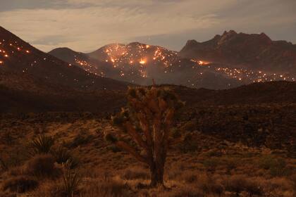 Un incendio en el Parque Nacional Mojave el 30 de julio de 2023.