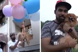 Indignante: un youtuber hizo volar a su perro atado a globos