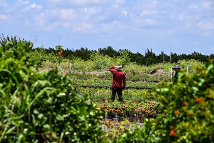 Un inmigrante trabaja en una granja en Homestead, Florida, el 11 de mayo de 2023. 