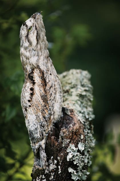 Un inmóvil urutaú camuflado con un tronco seco en San Sebastián de la Selva, Andresito