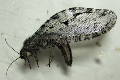 Tras confirmrar su identidad, el director depositó al insecto en las colecciones del Museo Entomológico Frost en Penn State, donde los científicos y estudiantes tendrán acceso a él para futuras investigaciones.