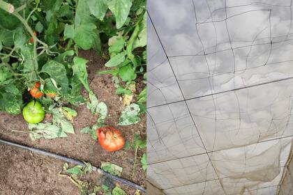 Un invernadero afectado por las lluvias