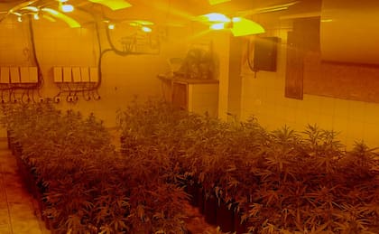 Un invernadero de marihuana