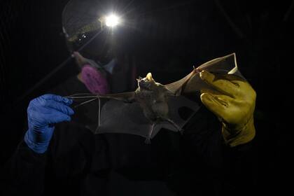 Un investigador del Instituto Fiocruz estatal de Brasil sostiene un murciélago capturado en la Mata Atlántica, en el parque estatal Pedra Branca, cerca de Río de Janeiro
