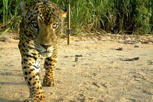 Un jaguar captado con una cámara trampa en el Parque Nacional Madidi en Bolivia, el área protegida más biodiversa del mundo