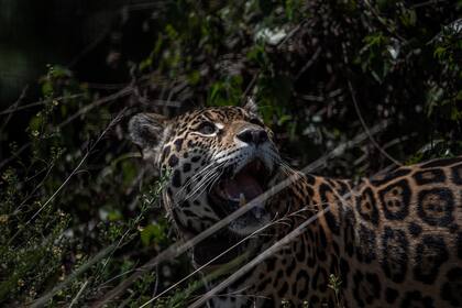 Un jaguar llamado Isis en un corral de prelanzamiento, en el Parque Nacional Iberá