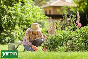 Cómo crear escenas y no colecciones de plantas
