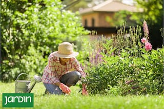 Cómo crear escenas y no colecciones de plantas
