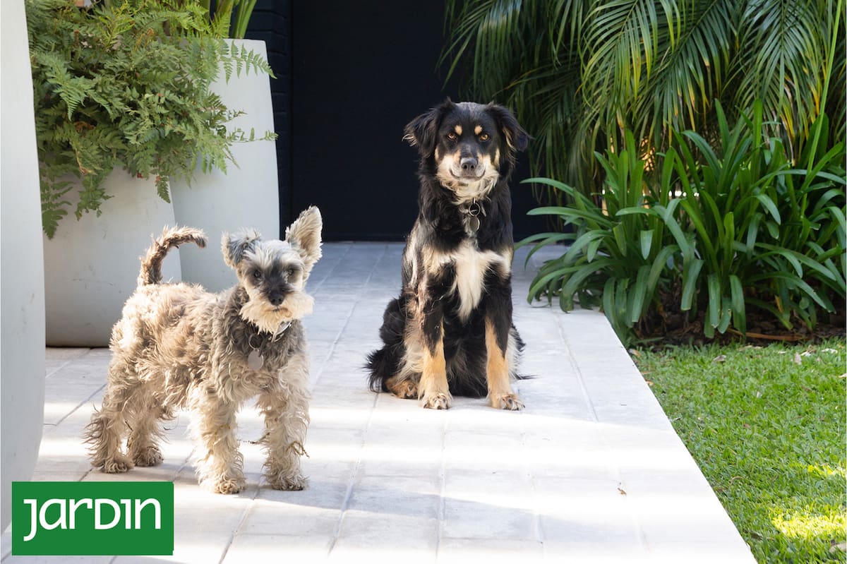 Como projetar um jardim que coexista com animais de estimação sem sacrificar o design