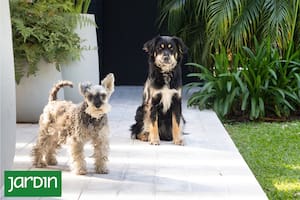 Cómo diseñar un jardín que conviva con mascotas sin resignar diseño