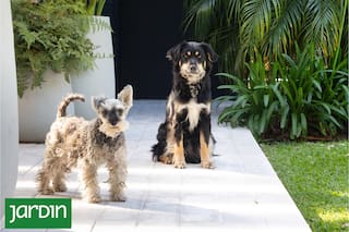 Cómo diseñar un jardín que conviva con mascotas sin resignar diseño