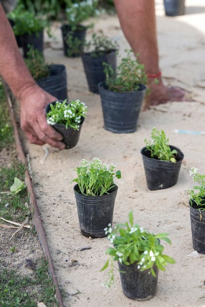 Un jardín coherente no es el que mayor cantidad de especies posee sino el que las usa con intención