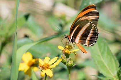 Un jardín monótono, aunque esté prolijo, difícilmente atraerá fauna